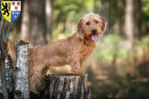 Mehr über den Artikel erfahren Basset fauve de Bretagne Züchter und Welpen in Hauts-de-France