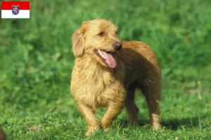 Mehr über den Artikel erfahren Basset fauve de Bretagne Züchter und Welpen in Hessen