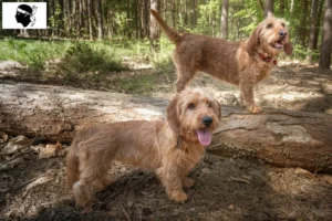 Mehr über den Artikel erfahren Basset fauve de Bretagne Züchter und Welpen auf Korsika