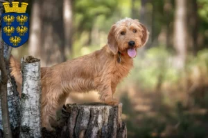 Mehr über den Artikel erfahren Basset fauve de Bretagne Züchter und Welpen in Niederösterreich