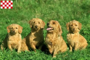 Mehr über den Artikel erfahren Basset fauve de Bretagne Züchter und Welpen in Nordbrabant