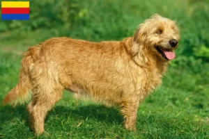 Mehr über den Artikel erfahren Basset fauve de Bretagne Züchter und Welpen in Nordholland