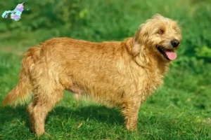 Mehr über den Artikel erfahren Basset fauve de Bretagne Züchter und Welpen in Nordjylland