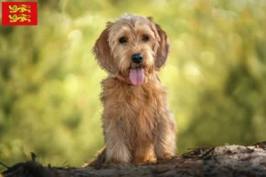 Mehr über den Artikel erfahren Basset fauve de Bretagne Züchter und Welpen in der Normandie