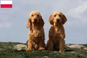 Mehr über den Artikel erfahren Basset fauve de Bretagne Züchter und Welpen in Polen