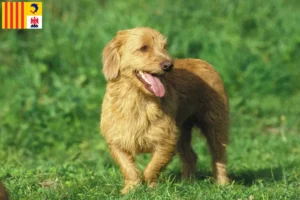 Mehr über den Artikel erfahren Basset fauve de Bretagne Züchter und Welpen in der Provence-Alpes-Côte d’Azur