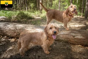 Mehr über den Artikel erfahren Basset fauve de Bretagne Züchter und Welpen in Sachsen-Anhalt