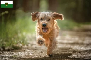 Mehr über den Artikel erfahren Basset fauve de Bretagne Züchter und Welpen in Sachsen