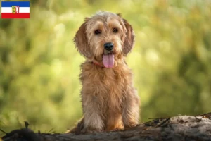 Mehr über den Artikel erfahren Basset fauve de Bretagne Züchter und Welpen in Schleswig-Holstein