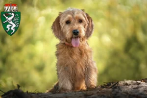 Mehr über den Artikel erfahren Basset fauve de Bretagne Züchter und Welpen in der Steiermark