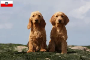 Mehr über den Artikel erfahren Basset fauve de Bretagne Züchter und Welpen in Thüringen