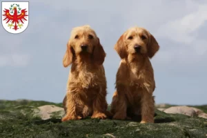 Mehr über den Artikel erfahren Basset fauve de Bretagne Züchter und Welpen in Tirol