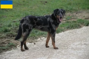 Mehr über den Artikel erfahren Beauceron Züchter und Welpen in der Ukraine