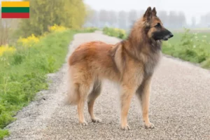 Mehr über den Artikel erfahren Belgischer Schäferhund Züchter und Welpen in Litauen