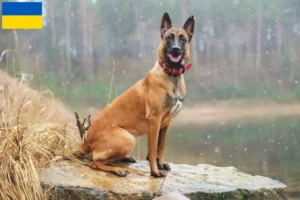 Mehr über den Artikel erfahren Belgischer Schäferhund Züchter und Welpen in der Ukraine