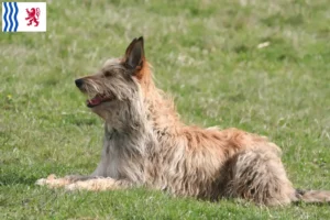 Mehr über den Artikel erfahren Berger de Picardie Züchter und Welpen in Nouvelle-Aquitaine