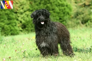 Mehr über den Artikel erfahren Berger des Pyrenees Züchter und Welpen in Grand Est