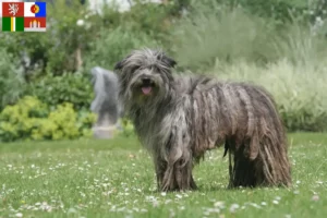 Mehr über den Artikel erfahren Berger des Pyrenees Züchter und Welpen in Südböhmen