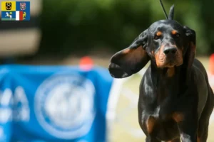 Mehr über den Artikel erfahren Black and Tan Coonhound Züchter und Welpen in Mähren-Schlesien