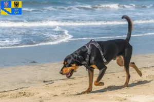 Mehr über den Artikel erfahren Black and Tan Coonhound Züchter und Welpen in Olmütz