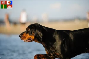 Mehr über den Artikel erfahren Black and Tan Coonhound Züchter und Welpen in Südböhmen