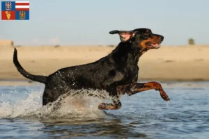 Mehr über den Artikel erfahren Black and Tan Coonhound Züchter und Welpen in Südmähren