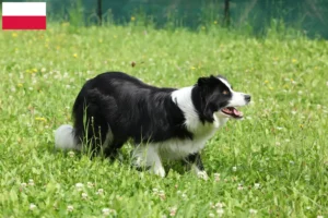 Mehr über den Artikel erfahren Border Collie Züchter und Welpen in Polen