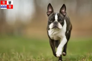 Mehr über den Artikel erfahren Boston Terrier Züchter und Welpen in Mittelböhmen