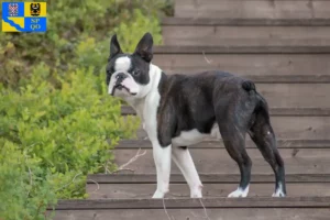 Mehr über den Artikel erfahren Boston Terrier Züchter und Welpen in Olmütz