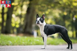 Mehr über den Artikel erfahren Boston Terrier Züchter und Welpen in Pardubice