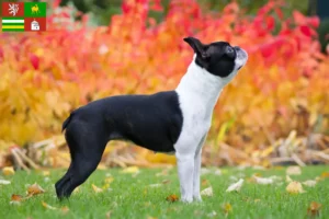 Mehr über den Artikel erfahren Boston Terrier Züchter und Welpen in Pilsen