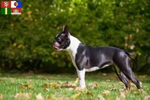 Mehr über den Artikel erfahren Boston Terrier Züchter und Welpen in Südböhmen