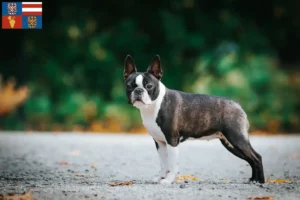 Mehr über den Artikel erfahren Boston Terrier Züchter und Welpen in Südmähren