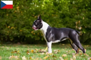 Mehr über den Artikel erfahren Boston Terrier Züchter und Welpen in Tschechien