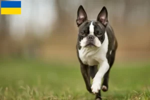 Mehr über den Artikel erfahren Boston Terrier Züchter und Welpen in der Ukraine