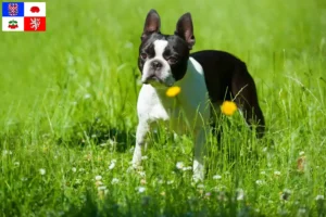 Mehr über den Artikel erfahren Boston Terrier Züchter und Welpen in Vysočina