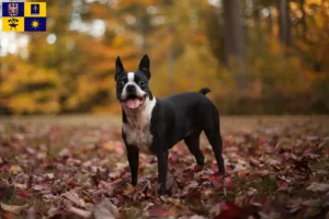 Mehr über den Artikel erfahren Boston Terrier Züchter und Welpen in Zlín