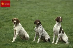 Mehr über den Artikel erfahren Braque français type Pyrénées Züchter und Welpen in Okzitanien