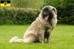 Mehr über den Artikel erfahren Cão Da Serra Da Estrela Züchter und Welpen in Baden-Württemberg