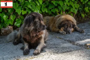 Mehr über den Artikel erfahren Cão Da Serra Da Estrela Züchter und Welpen in Berlin