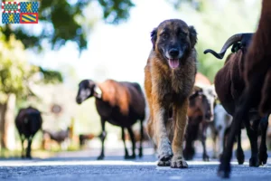 Mehr über den Artikel erfahren Cão Da Serra Da Estrela Züchter und Welpen in Bourgogne-Franche-Comté