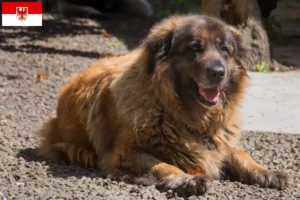 Mehr über den Artikel erfahren Cão Da Serra Da Estrela Züchter und Welpen in Brandenburg