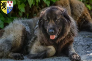 Mehr über den Artikel erfahren Cão Da Serra Da Estrela Züchter und Welpen in Hauts-de-France