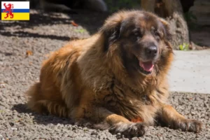 Mehr über den Artikel erfahren Cão Da Serra Da Estrela Züchter und Welpen in Limburg