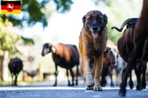 Mehr über den Artikel erfahren Cão Da Serra Da Estrela Züchter und Welpen in Niedersachsen