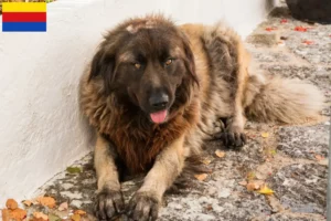 Mehr über den Artikel erfahren Cão Da Serra Da Estrela Züchter und Welpen in Nordholland