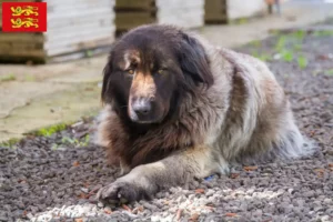 Mehr über den Artikel erfahren Cão Da Serra Da Estrela Züchter und Welpen in der Normandie