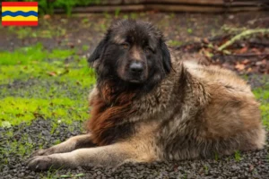 Mehr über den Artikel erfahren Cão Da Serra Da Estrela Züchter und Welpen in Overijssel