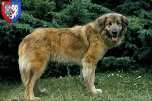 Mehr über den Artikel erfahren Cão Da Serra Da Estrela Züchter und Welpen in Pays de la Loire