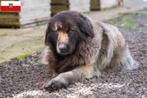 Mehr über den Artikel erfahren Cão Da Serra Da Estrela Züchter und Welpen in Thüringen